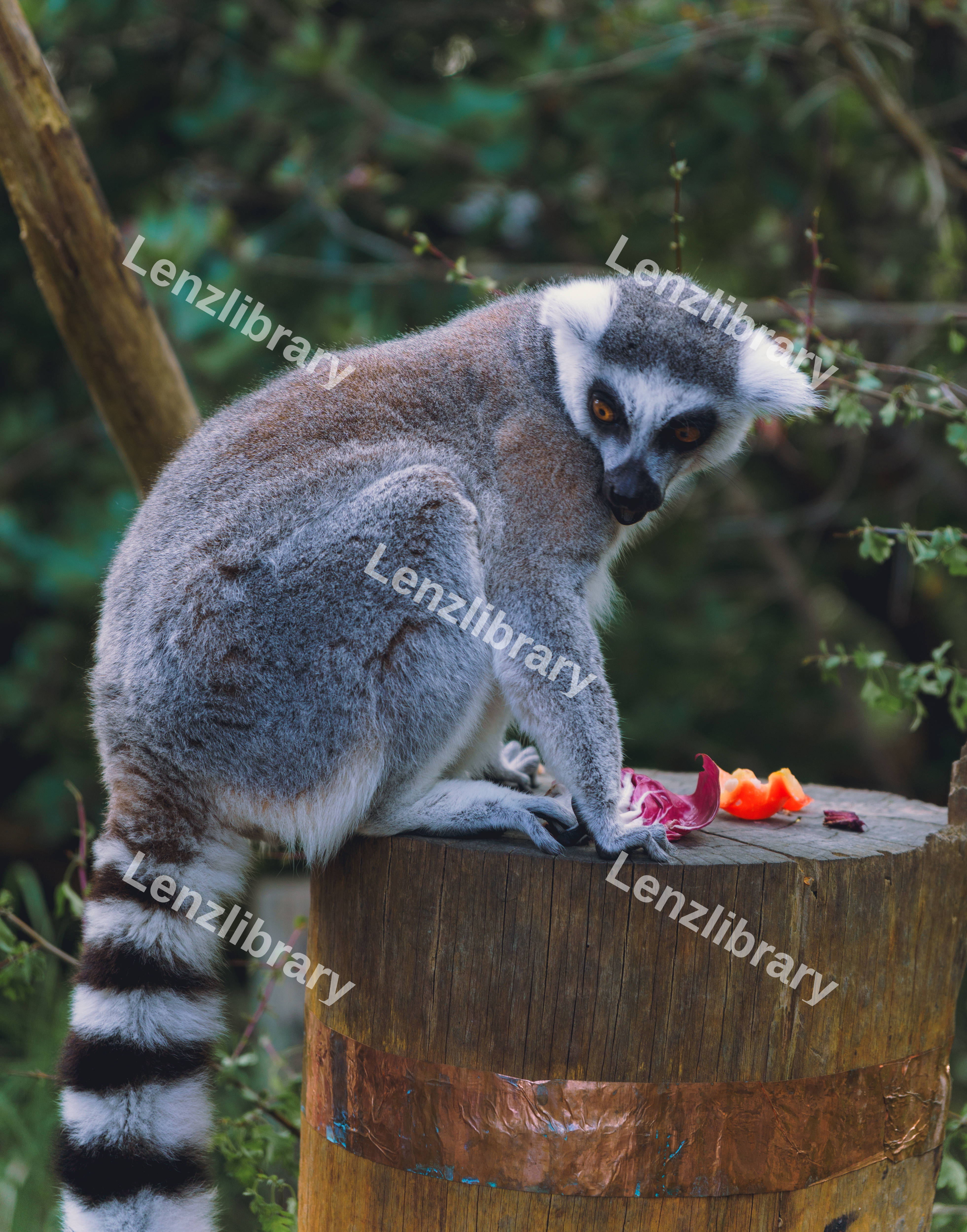 Lemur Shocked